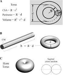 Find the cross sectional area of a cylinder given the diameter with help from a longtime mathematics educator in this free video clip. A View Of How The Cross Sectional Area Csa Of A Torus Would Look Download Scientific Diagram