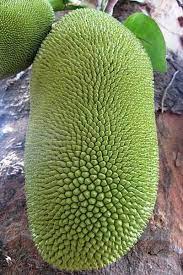 The shortest trees reached 11 1/2 feet tall and had trifoliate orange (poncirus trifoliata) rootstock, which is known for its dwarfing ability. Jackfruit Is The Largest Tree Borne Fruit In The World I Can Grow As Big 75 Cm In Diameter Up To 30 Kg In W Fruit Facts Vitamin C Tablets Body Essential Oils