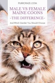 He is extremely shy at first but will snuggle up and cuddle once he gains your. Should You Get A Male Or Female Maine Coon Purr Craze