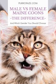 There is no known evidence whether there is more affection in female personality traits. Should You Get A Male Or Female Maine Coon Purr Craze