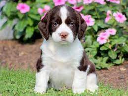 6 cute puppies for sale! Working Springer Spaniel Puppies For Sale Cheap Buy Online