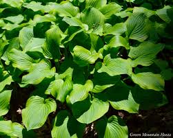 Grandeur du plant à maturité. Hosta Erie Magic Green Mountain Hosta Nursery