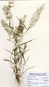 Image result for Panicum phragmitoides