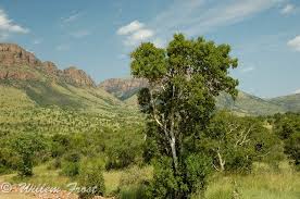 Image result for Heteropyxis natalensis