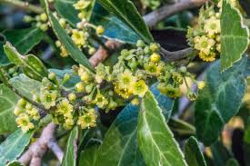 Image result for Tricliceras mossambicense