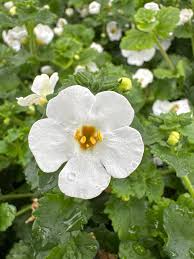 Image result for Bacopa