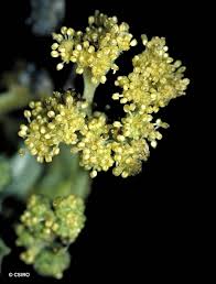 Image result for Gyrocarpus