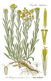 Image result for Helichrysum kirkii