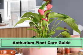 Anthuriums are not grown in the open tropical region; Anthurium Plant How To Grow And Maintain At Home Plants Spark Joy