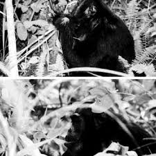 Image result for Aspilia rudis