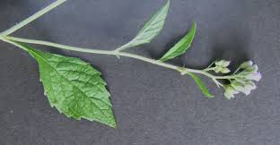 Image result for Bothriocline