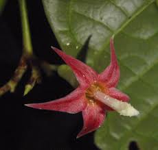 Image result for Massularia