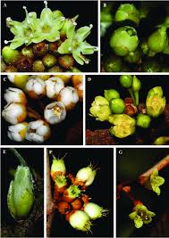 Image result for Sapotaceae