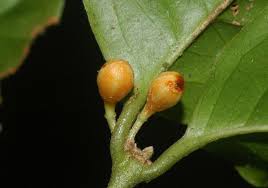 Image result for Cassipourea