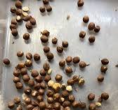 Turkey Colour Separation Machine - Optical Sorter for Hazelnuts
