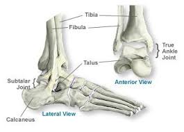 Jan 16, 2020 · in a displaced fracture, the bone snaps into two or more parts and moves so that the two ends are not lined up straight. Ankle Bone Anatomy Aoa Orthopedic Specialists