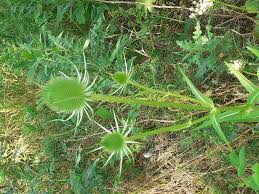 Image result for Dipsacus pinnatifidus