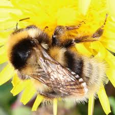 Image result for Bombus jonellus