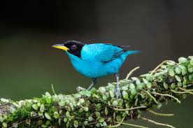 A look at bird watching options for persons with limited mobility in  Colombia — Exotica Esoterica