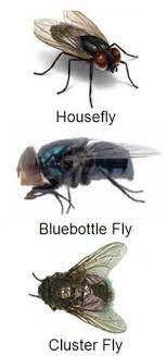 They sound like what we always called blow flies and they hatch on if you are actually seeing a large group of green flesh flies in your home it is pretty much a foregone conclusion you had a group of maggots become adult. Get Rid Of Cluster Flies