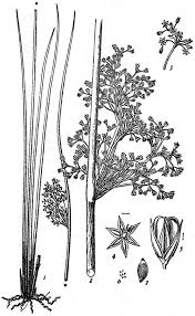 Image result for Juncaceae