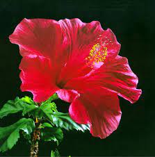 Sebelum itu, saya akan mengalih perhatian anda seketika tentang hari raya tapi kita lihat dan kenali tentang bunga raya. Bunga Kebangsaan Malaysia Lukisan