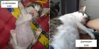 Produk ini berbentuk bulat dan mudah dimakan oleh kucing anda. Merawat Bayi Kucing Tanpa Induk Rumah Ronin