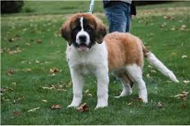 Top 10 Saint Bernard Puppies for Sale in Redding