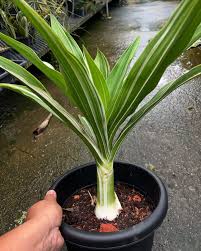 Image result for Crinum asiaticum