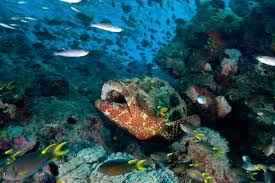 Taman laut terindah di dunia | travel indonesia. Taman Laut Terbesar Di Dunia Di Australia Okezone Lifestyle