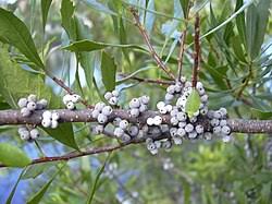 Image result for Myrica