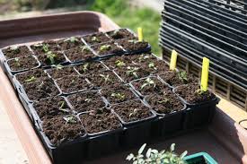 Check spelling or type a new query. Should I Soak Tomato Seeds Before Planting Gardening Channel
