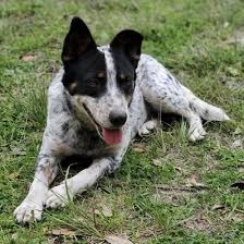 Young queensland blue heeler dog at around five months old. Australian Cattle Dogs Red Blue Heelers Home Facebook