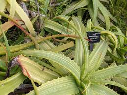 Image result for Aloe arborescens