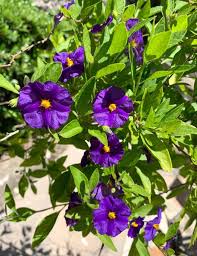 Image result for Lycianthes rantonnetii