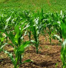 Globally, there are an estimated 500 million smallholder. Agriculture Coverage The Service Agency