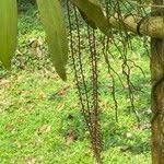 Image result for Rhipidoglossum rutilum