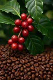 Image result for Coffea schliebenii