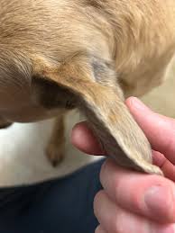 Image result for abscess dog's ear flap