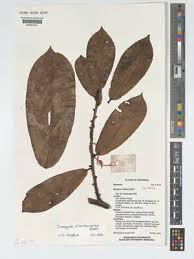 Image result for Maerua descampsii