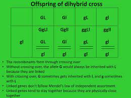 The two pairs of contrasting characteristics chosen by mendel were shape and colour of seeds: Ppt Dihybrid Crosses And Gene Linkage Powerpoint Presentation Free Download Id 3595810