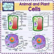 Plant And Animal Cell Organelles And Tissues Clipart Science Clip Art Plant And Animal Cells Animal Cell Organelles Cell Organelles