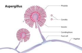 Image result for Asparagus aspergillus