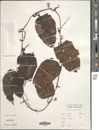 Image result for Bambekea racemosa