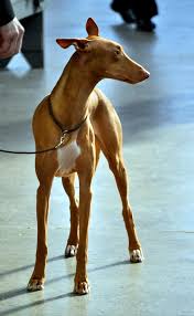 Pharaoh Hound Dog Breeds Pharaoh Hound Beautiful Dogs