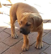 Maybe you would like to learn more about one of these? Boerboel Puppies Available For Sale Johannesburg Free Classifieds In South Africa