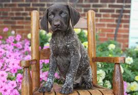 Feel free to browse hundreds of active classified puppy for sale listings, from dog breeders in pa and the surrounding. Sweet Germanshorthairedpointer German Shorthaired Pointer Pointer Puppies Lancaster Puppies
