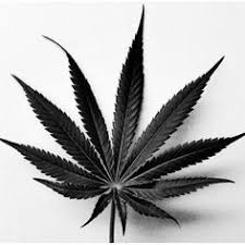 maconha tatuagem maconha tatuagem