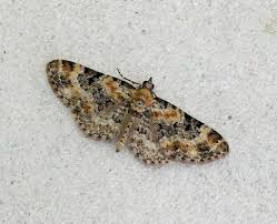 Image result for Eupithecia pulchellata
