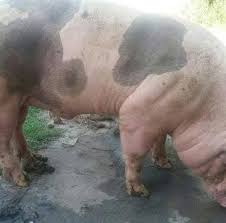 Author adminposted on april 17, 2015categories animale si pasari, ilfovtags bascule de vanzare multe, cumpar porcii, porcii de vanzare, vanzare porci. Porci Buzau Home Facebook